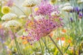 Close up of colourful flowerbed with Persian onion star of Persia (Allium cristophii) in sunny day Royalty Free Stock Photo