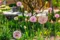 Close up of colourful flowerbed with Persian onion star of Persia (Allium cristophii) in sunny day Royalty Free Stock Photo