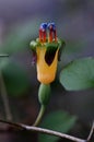 Fuchsia procumbens