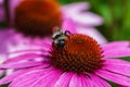 Close-up colourful inflorescence of echinacea with a bee