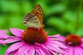 Close-up colourful inflorescence of echinacea with a butterfly Royalty Free Stock Photo