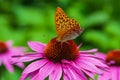 Close-up colourful inflorescence of echinacea with a butterfly Royalty Free Stock Photo