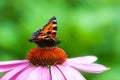 Close-up colourful inflorescence of echinacea with a butterfly Royalty Free Stock Photo