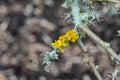 Close up of pretty grey and yellow lichens growing on a branch with soft bokeh background Royalty Free Stock Photo