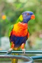 Close up of a colourful lorikeet