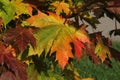 Close up of colourful maple leaf in the background of multicoloured leaves in autumn in Kaunas, Lithuania