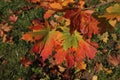 Close up of colourful maple leaves in the background of multicoloured leaves on the grass in autumn in Kaunas, Lithuania
