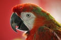 Close-up of Parrot in Kuala Lumpur Bird Park, Malaysia. Royalty Free Stock Photo