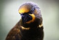 Close-up of Parrot in Kuala Lumpur Bird Park, Malaysia. Royalty Free Stock Photo