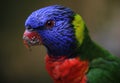 Close-up of Parrot in Kuala Lumpur Bird Park, Malaysia. Royalty Free Stock Photo