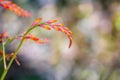 Close up of colourful red, orange and yellow Crocosmia flower head with beautiful bokah background and copy space