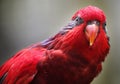 Close-up of Parrot in Kuala Lumpur Bird Park, Malaysia. Royalty Free Stock Photo