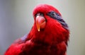 Close-up of Parrot in Kuala Lumpur Bird Park, Malaysia. Royalty Free Stock Photo