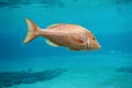 Close up colourful, single bright orange tropical fish swimming in ocean setting. Royalty Free Stock Photo