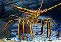 Close up colourful Tropical Rock lobster under water on background of beautiful underwater stones. Royalty Free Stock Photo