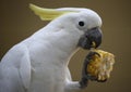 Close-up of Parrot in Kuala Lumpur Bird Park, Malaysia. Royalty Free Stock Photo