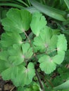 Close up of Columbine leaves