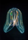 Comb Jelly