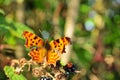 Close Up of Comma Butterfly