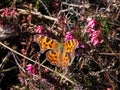 Close-up of the comma butterfly polygonia c-album with orange wings with angular notches on the edges of the forewings and dark Royalty Free Stock Photo