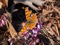 Close-up of the comma butterfly polygonia c-album with orange wings with angular notches on the edges of the forewings and dark Royalty Free Stock Photo