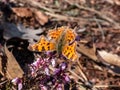 Close-up of the comma butterfly polygonia c-album with orange wings with angular notches on the edges of the forewings and dark Royalty Free Stock Photo