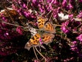 Close-up of the comma butterfly polygonia c-album with orange wings with angular notches on the edges of the forewings and dark Royalty Free Stock Photo