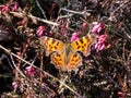 Close-up of the comma butterfly (polygonia c-album) with orange wings with angular notches on the edges Royalty Free Stock Photo