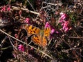 Comma butterfly (polygonia c-album) with orange wings with angular notches on the edges of the forewings and dark Royalty Free Stock Photo