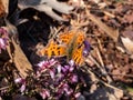 Comma butterfly (polygonia c-album) with orange wings with angular notches on the edges of the forewings and dark Royalty Free Stock Photo