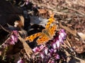 Comma butterfly (polygonia c-album) with orange wings with angular notches on the edges of the forewings and dark Royalty Free Stock Photo