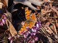 Close-up of the comma butterfly (polygonia c-album) with orange wings with angular notches on the edges Royalty Free Stock Photo