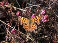 Close-up of the comma butterfly (polygonia c-album) with orange wings with angular notches Royalty Free Stock Photo