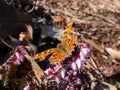 Comma butterfly (polygonia c-album) with orange wings with angular notches on the edges of the forewings and dark Royalty Free Stock Photo