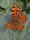A close-up of a Comma butterfly Royalty Free Stock Photo