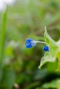 close up of commelina diffusa flower Royalty Free Stock Photo