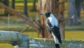 Close up of the common australian magpie sitting on an old farm fence