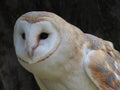 Close-up common barn owl, tyto alba, titodinea, tyto, alba. Beautiful feathers.