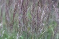 Common bent meadow grass, Agrostis capillaris.