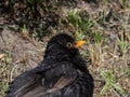 Close-up of the common blackbird (Turdus merula) with black plumage and bright yellow eye-ring and bill