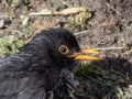 Close-up of the common blackbird (Turdus merula) with black plumage and bright yellow eye-ring and bill