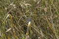 close-up: common blue butterfly ventral side sidewise