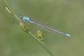 Close up of common blue damselfly sitting on plant