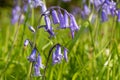 Common bluebell hyacinthoides non scripta flower