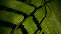 Close-up common bracken leaves are known as Pteridium aquilinum. Green fern in nature Royalty Free Stock Photo