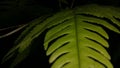 Close-up common bracken leaves are known as Pteridium aquilinum. Green fern in nature Royalty Free Stock Photo