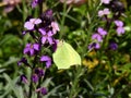 Close up of common brimstone butterfly sitting on violet flowers Royalty Free Stock Photo