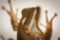 A close up of common bush frog on the wall