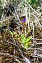 Common butterwort Pinguicula vulgaris Royalty Free Stock Photo