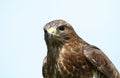 Close up of a Common Buzzard against clear sky